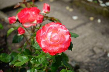 różowa róża ,Rosa © Marcin Łazarczyk