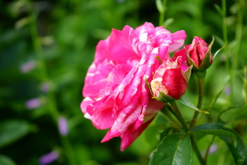 różowa róża ,Rosa