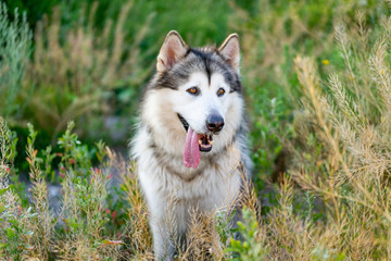 Cute alaskan malamute with tongue out standing in summer grass