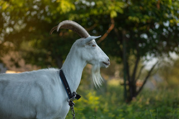 Curious goat in village. Ukrainian country life