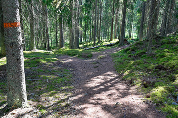 scenic trail through a backlit old forest