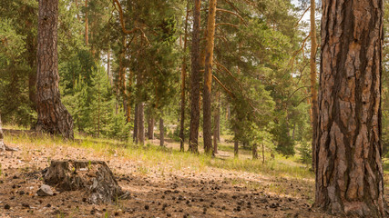 Landscape pictures taken in the reserve Mlocinski oak