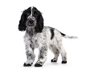 Cute young blue roan Cockerspaniel dog / puppy,  standing side ways. Looking straight at camera with dark brown eyes. Isolated on white background.