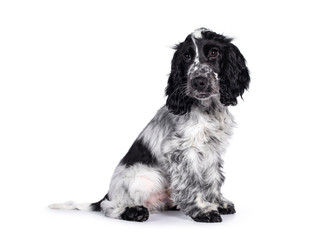 Cute young blue roan Cockerspaniel dog / puppy, sitting up side ways. Looking beside camera with dark brown eyes. Isolated on white background.