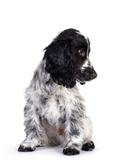 Cute young blue roan Cockerspaniel dog / puppy, sitting up facing front. Looking side ways / profile with dark brown eyes. Isolated on white background.