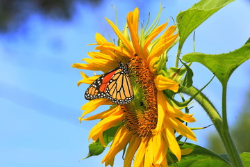 sunflower in the sky with a Monarch Butterfly closeup with yellow petals in Kansas.