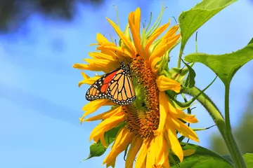 Rolgordijnen sunflower in the sky with a Monarch Butterfly closeup with yellow petals in Kansas. © Stockphotoman