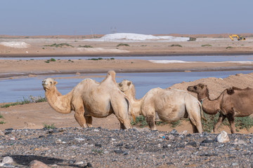 Wild camels on the desert road, Inner Mongolia, Northwest of China