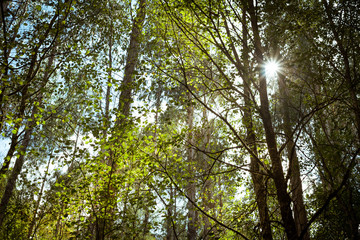 Fototapeta premium Wanderlust sun flare coming through trees and leaves into forest at Belelle river, A Capela, Galicia