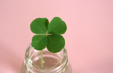 四葉クローバー　幸運　縁起物　