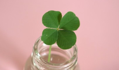 四葉クローバー　幸運　縁起物　