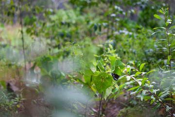 Untouched forest nature in Byron Bay