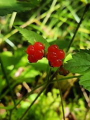 Red-scarlet juicy fruits of a wild Stone berry on a twig in the shade and greenery of a deep forest.