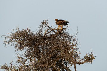 Aigle ravisseur,.Aquila rapax , Tawny Eagle