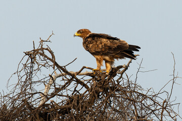 Aigle ravisseur,.Aquila rapax , Tawny Eagle