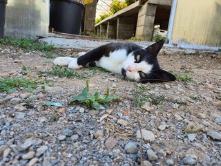 Gatto