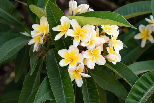 Beautiful blossom tree, nature background. Groupe of beautiful white frangipani flowers on the green plumeria tree. White-yellow plumeria blossom on the green leaf background.