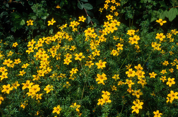 Bidens, Bidens procera