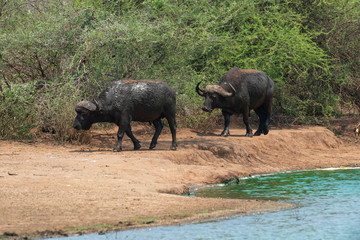 Buffle d'Afrique, Syncerus caffer, Parc national Kruger, Afrique du Sud