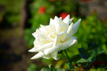 biała róża ,Rosa