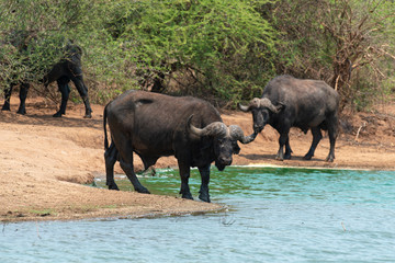 Buffle d'Afrique, Syncerus caffer, Parc national Kruger, Afrique du Sud