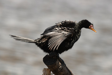 Cormoran africain,.Microcarbo africanus, Reed Cormorant