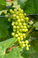 Talmont-sur-Gironde. Vignobles. Charente-Maritime. Nouvelle-Aquitaine	