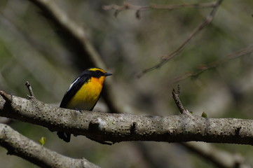 夏に来る渡り鳥キビタキ　オス