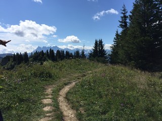 forest in the mountains