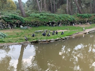 flock of ducks