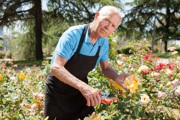 Senior male cutting branches of blooming roses at flowerbed