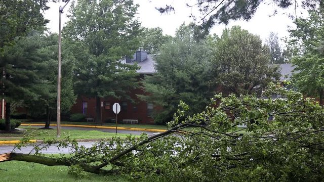 Heavy rain, storm wind blowing trees strong weather