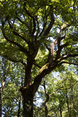 Chêne,  forêt de Lanmary.