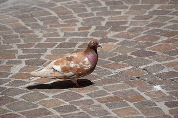 closeup of a lone brown pigeon on the brown cobblestone street © poupine