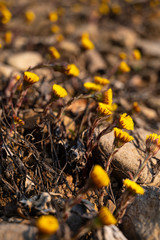 Yellow spring flowers in the wild. Beautiful pasque or anemone (Pulsatilla patens)  flowers