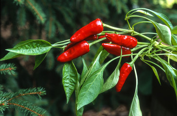 Piment, Capsicum annuum