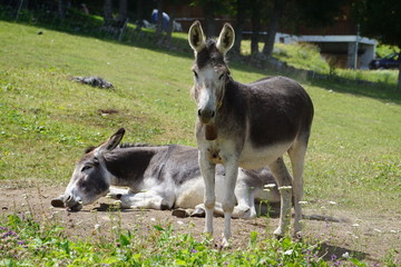 two donkeys in the meadow with one rolling in the dirt
