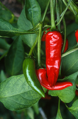 Piment, Capsicum annuum