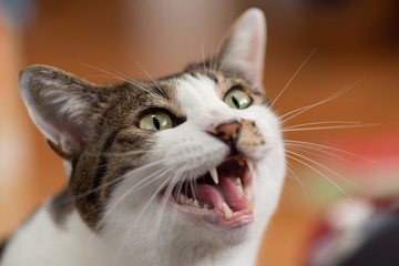 ニャー　　キジトラ猫