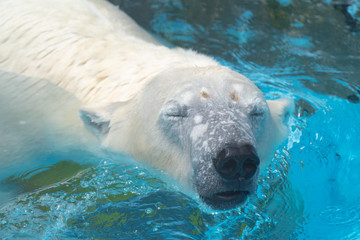 シロクマも暑いんです