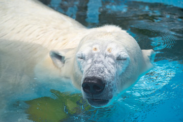 シロクマも暑いんです