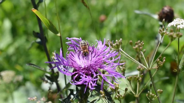 Closeup of a honey bee on the flower of brown knapweed