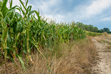 Cornfield at the edge of a farm road with grass and flowers