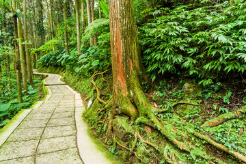 View of the footpath through the forest in Xitou Nature Education Area in Nantou, Taiwan.