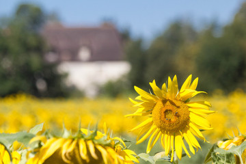 Tournesols &agrave; Tr&eacute;lissac.