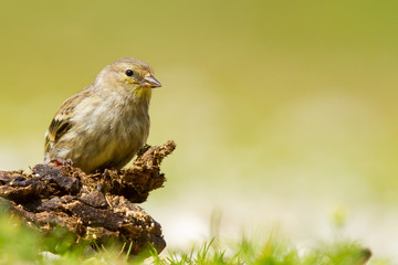 Citril finch, Carduelis citrinella, bird resting on a trunk with green background, Spain