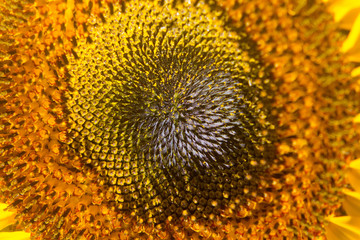 Tournesols &agrave; Tr&eacute;lissac.
