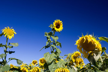 Tournesols &agrave; Tr&eacute;lissac.