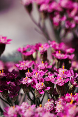 Pink Yarrow, also known as Achillea millefolium blossoms blooming in summer. Beautiful inflorescence.