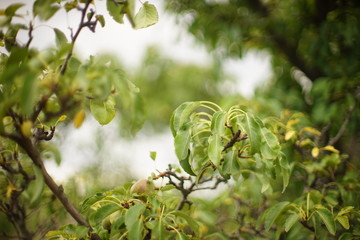 pear tree closeup in a summer garden